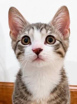 Lyle -  Domestic Short Hair Cat for Adoption in Olean, New York - Lyle | PetCurious