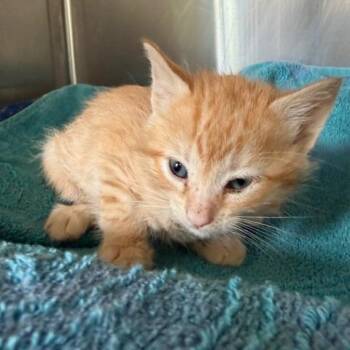 Junior -  Domestic Short Hair Cat Available for Adoption in Cumming, Georgia - Junior | PetCurious