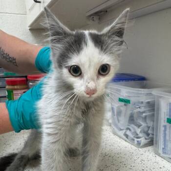Brimstone -  Domestic Short Hair Cat for Adoption in Auburn, Alabama - Brimstone | PetCurious
