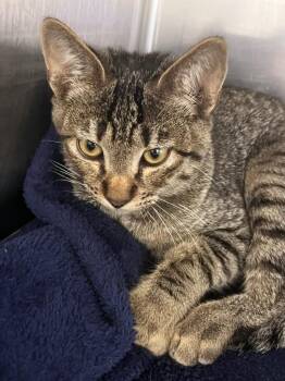 Mork -  Domestic Short Hair Cat for Adoption in Richland Hills, Texas - Mork | PetCurious