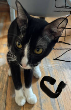 Rescue Domestic Short Hair Cats for Adoption in St. Cloud, Minnesota - Fluffy | PetCurious