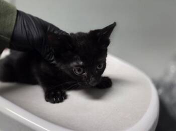 PAX -  Domestic Short Hair Cat for Adoption in Antioch, California - PAX | PetCurious