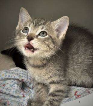 Rescue Domestic Short Hair Cats for Adoption in Cumming, Georgia - Martha May Whovier 1481-25 | PetCurious