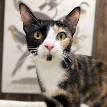 Domestic Short Hair Cats Available for Adoption in Mt. Juliet, Tennessee - Mama Poppy | PetCurious