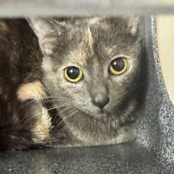 Clementine -  Domestic Short Hair Cat for Adoption in Birmingham, Alabama - Clementine | PetCurious