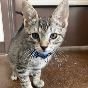 Cristian -  Domestic Short Hair Cat for Adoption in Nashville, Tennessee - Cristian | PetCurious