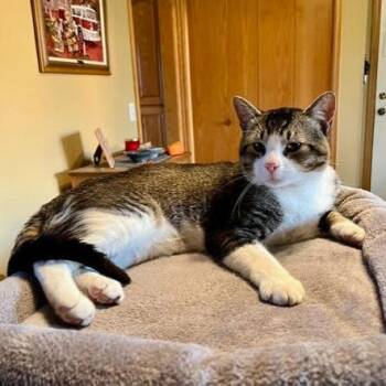 Romeo the Second C11375 -  Domestic Short Hair Cat Available for Adoption - Romeo The Second C11375 | PetCurious