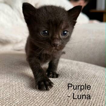 Luna (purple) -  Domestic Short Hair Cat for Adoption in Talent, Oregon - Luna (purple) | PetCurious
