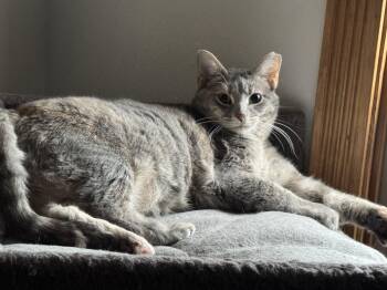 Rescue Domestic Short Hair Cats for Adoption in Verona, Pennsylvania - Tracy | PetCurious
