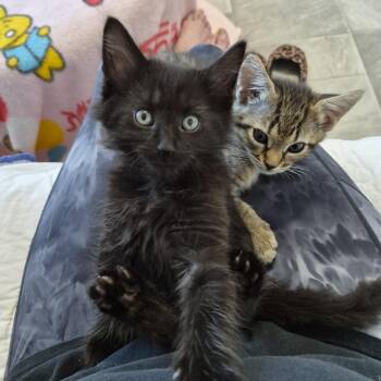 Forrest -  Domestic Medium Hair Cat for Adoption in Greenville, South Carolina - Forrest | PetCurious