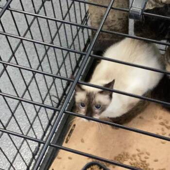 Mama Blevins -  Siamese Cat for Adoption in Montgomery, Alabama - Mama Blevins | PetCurious