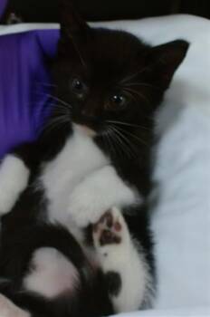 Domestic Short Hair Cats Available for Adoption in Doral, Florida - MOIRA | PetCurious