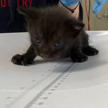 Eclipse -  Domestic Short Hair Cat for Adoption in Columbiana, Alabama - Eclipse | PetCurious