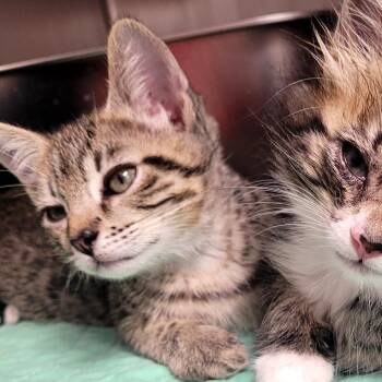 Apollo -  Domestic Short Hair Cat for Adoption in Belfair, Washington - Apollo | PetCurious