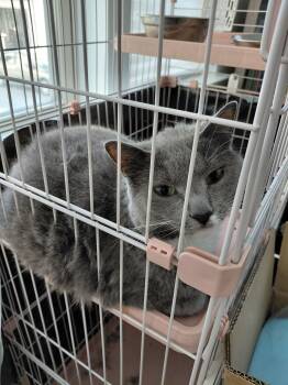 Rescue Chartreux Cats for Adoption in Gaithersburg, Maryland - Mimi | PetCurious