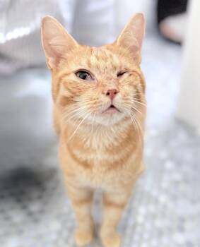 Rescue American Shorthair Cats for Adoption in Philadelphia, Pennsylvania - Charlie | PetCurious
