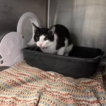 Bart -  Domestic Short Hair Cat for Adoption in Lakeland, Florida - Bart | PetCurious