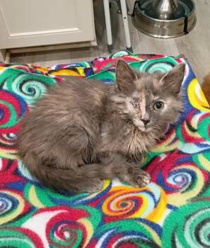 Hallie - cuddly & playful -  Maine Coon and Domestic Medium Hair Cat for Adoption in Hendersonville, Tennessee - Hallie - Cuddly & Playful | PetCurious