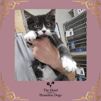 Vivian -  Domestic Short Hair Cat for Adoption in Cumberland, Rhode Island - Vivian | PetCurious