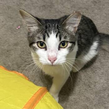 Domestic Medium Hair Cats Available for Adoption - Luke | PetCurious