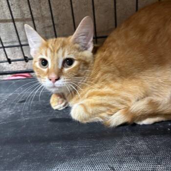 Santiago -  Domestic Short Hair Cat for Adoption in Jasper, Indiana - Santiago | PetCurious
