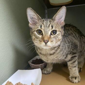 Domestic Short Hair Cats Available for Adoption in Riverwoods, Illinois - Smokey | PetCurious