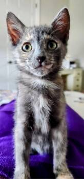 Rescue Domestic Short Hair Cats for Adoption in Boerne, Texas - Flea Market Flip | PetCurious