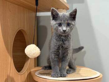 Emily -  Domestic Short Hair Cat for Adoption in Powell, Ohio - Emily | PetCurious