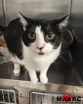 Domestic Short Hair Cats Available for Adoption in Maryville, Tennessee - LC | PetCurious