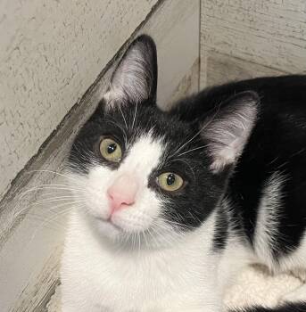 Dom -  Domestic Short Hair Cat for Adoption in Rocky Hill, Connecticut - Dom | PetCurious