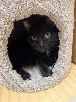 Hal (2 paw declaw) -  Domestic Short Hair Cat for Adoption in Wheaton, Illinois - Hal (2 Paw Declaw) | PetCurious