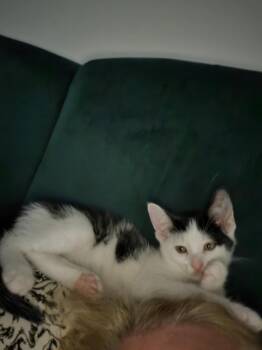 Moon Pie -  Domestic Short Hair Cat for Adoption in Plymouth, Michigan - Moon Pie | PetCurious