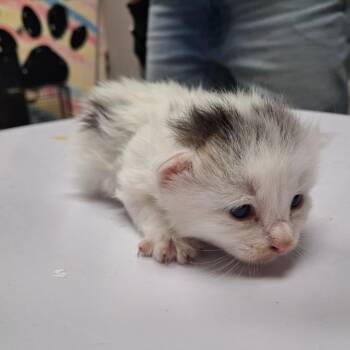 Cornelia -  American Shorthair Cat for Adoption in Lufkin, Texas - Cornelia | PetCurious