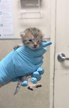 Domestic Short Hair Cats Available for Adoption in Riverside, California - A1906894 | PetCurious