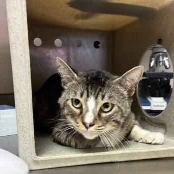 Chatter -  Domestic Short Hair Cat for Adoption in San Antonio, Texas - Chatter | PetCurious