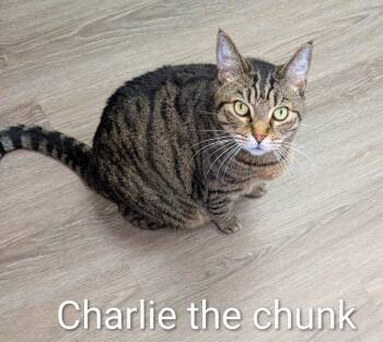 Domestic Short Hair Cats Available for Adoption - Charlie The Chunk | PetCurious