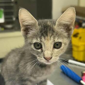Amelia 26-09-142 -  Domestic Short Hair Cat for Adoption in Bastrop, Texas - Amelia 26-09-142 | PetCurious