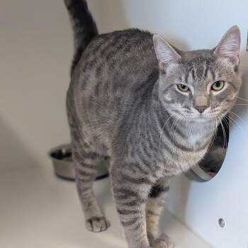 Hades -  Domestic Short Hair Cat for Adoption in Prairie Du Chien, Wisconsin - Hades | PetCurious