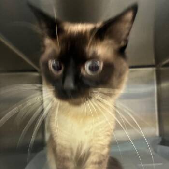 yoda -  Domestic Short Hair Cat for Adoption in Corbin, Kentucky - Yoda | PetCurious