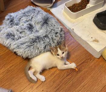 Ragnar -  Domestic Short Hair Cat Available for Adoption in Lancaster, California - Ragnar | PetCurious