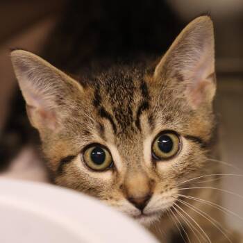 Peter -  Domestic Short Hair Cat for Adoption in Briarcliff Manor, New York - Peter | PetCurious