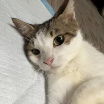 Taylor -  Domestic Short Hair Cat for Adoption in Midland, Texas - Taylor | PetCurious