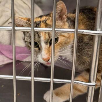 S64080 -  Domestic Short Hair Cat for Adoption in Newark, New Jersey - S64080 | PetCurious
