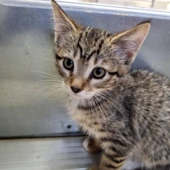 Acting -  Domestic Short Hair Cat for Adoption in Kanab, Utah - Acting | PetCurious