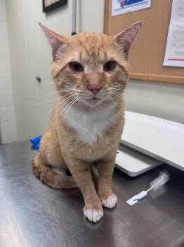 Cheeto Benito -  Domestic Short Hair Cat for Adoption in Disputanta, Virginia - Cheeto Benito | PetCurious