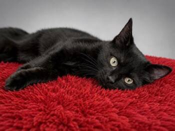 Edward -  Domestic Short Hair Cat for Adoption in Bowling Green, Kentucky - Edward | PetCurious