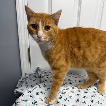 Cream Soda -  Domestic Short Hair Cat for Adoption in Granville, Ohio - Cream Soda | PetCurious