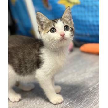 Violin -  Domestic Short Hair Cat for Adoption in Ridgely, Maryland - Violin | PetCurious