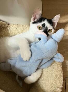 Rescue Domestic Short Hair Cats for Adoption - Go With The Flo | PetCurious