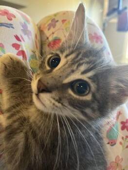 Rowdy -  Domestic Short Hair Cat for Adoption in Magnolia, Texas - Rowdy | PetCurious